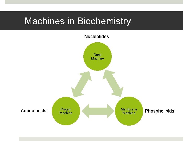 Machines in Biochemistry Nucleotides Gene Machine Amino acids Protein Machine Membrane Machine Phospholipids 