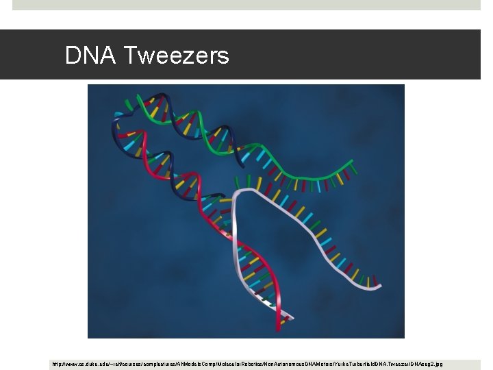 DNA Tweezers http: //www. cs. duke. edu/~reif/courses/complectures/Alt. Models. Comp/Molecular. Robotics/Non. Autonomous. DNAMotors/Yurke. Turberfield. DNA.