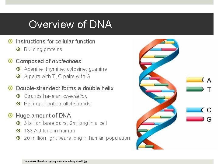 Overview of DNA Instructions for cellular function Building proteins Composed of nucleotides Adenine, thymine,