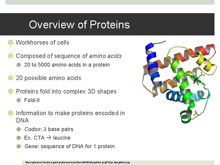 Overview of Proteins Workhorses of cells Composed of sequence of amino acids 20 to
