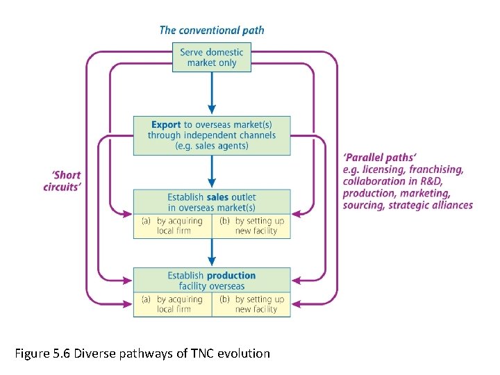 Figure 5. 6 Diverse pathways of TNC evolution 
