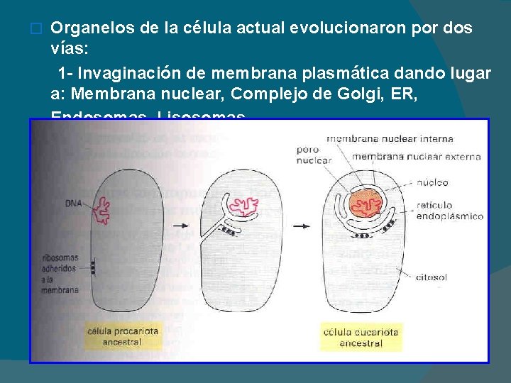 � Organelos de la célula actual evolucionaron por dos vías: 1 - Invaginación de
