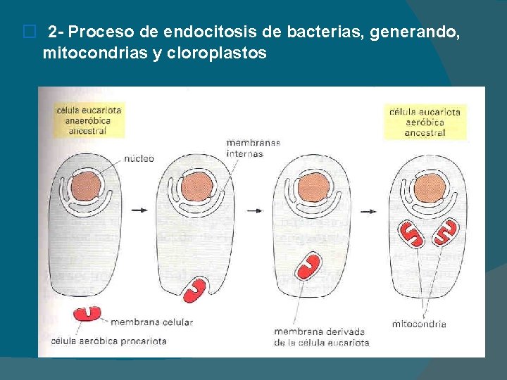 � 2 - Proceso de endocitosis de bacterias, generando, mitocondrias y cloroplastos 