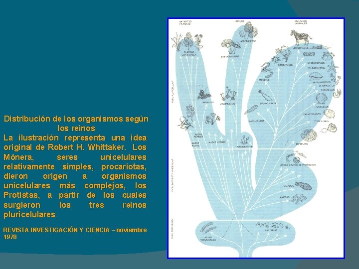 Distribución de los organismos según los reinos La ilustración representa una idea original de