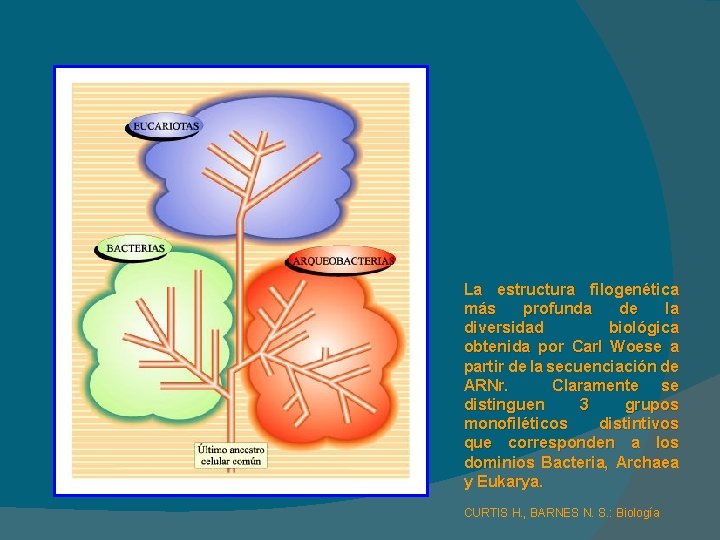 La estructura filogenética más profunda de la diversidad biológica obtenida por Carl Woese a