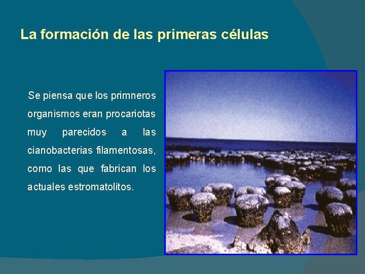 La formación de las primeras células Se piensa que los primneros organismos eran procariotas