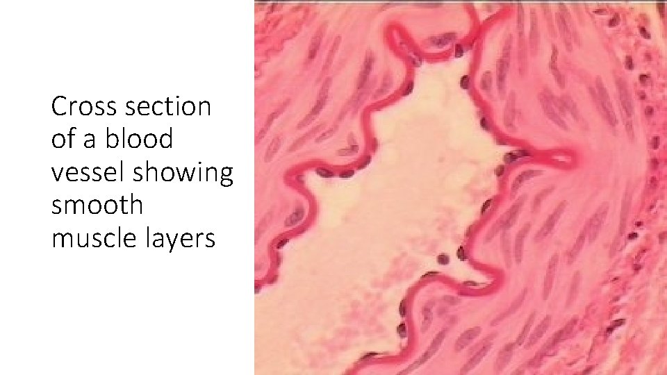 Cross section of a blood vessel showing smooth muscle layers 
