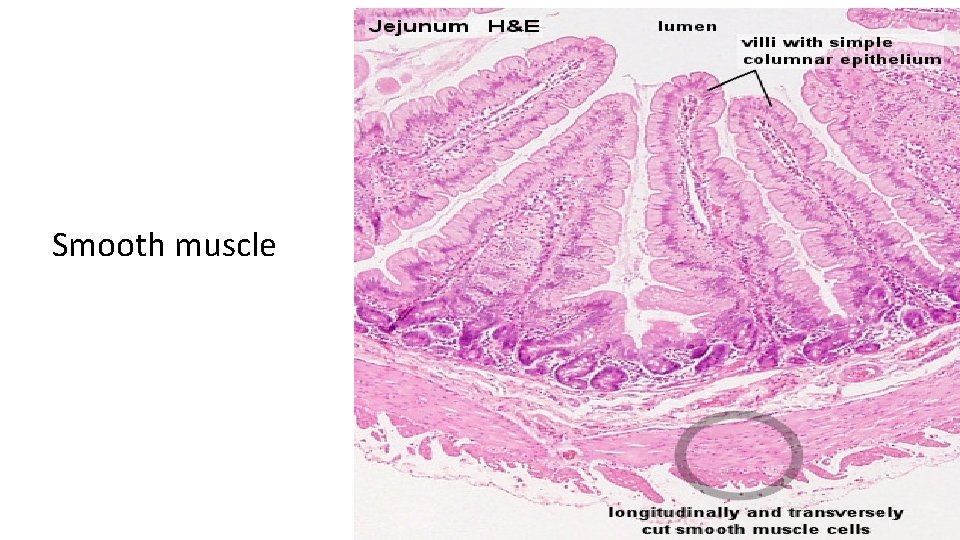 Smooth muscle 