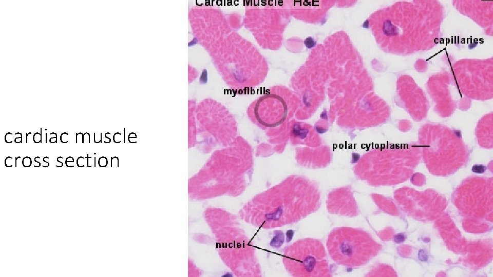 cardiac muscle cross section 