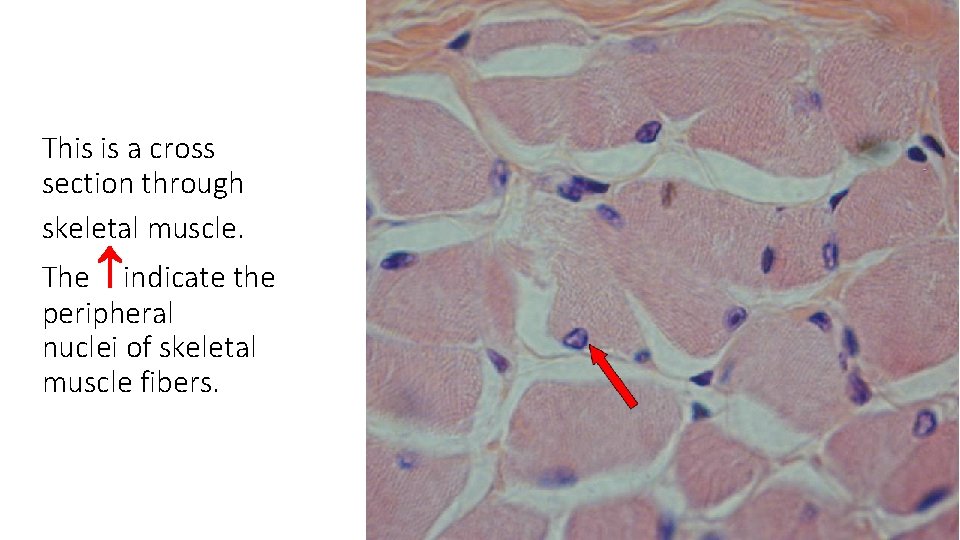 This is a cross section through skeletal muscle. The indicate the peripheral nuclei of