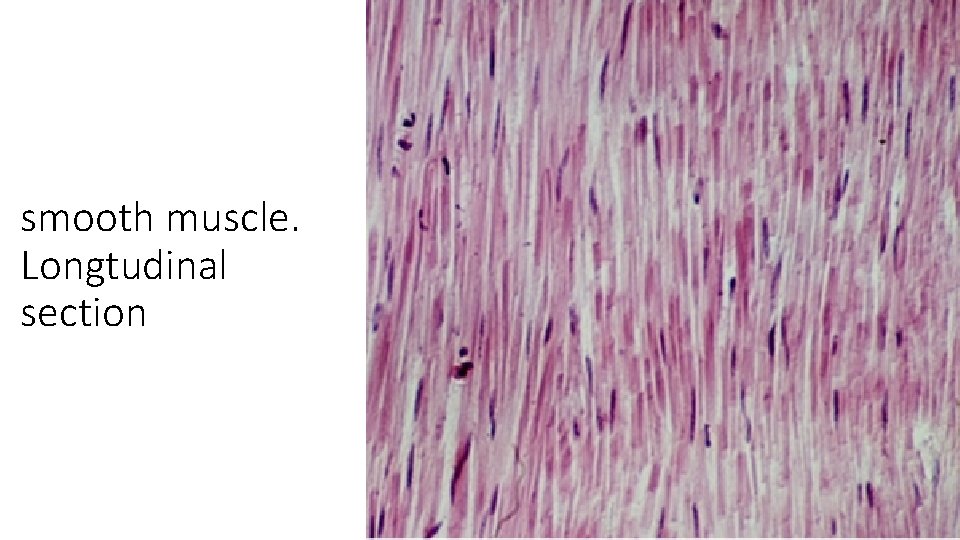 smooth muscle. Longtudinal section 