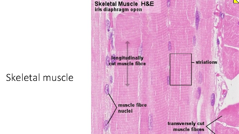 Skeletal muscle 