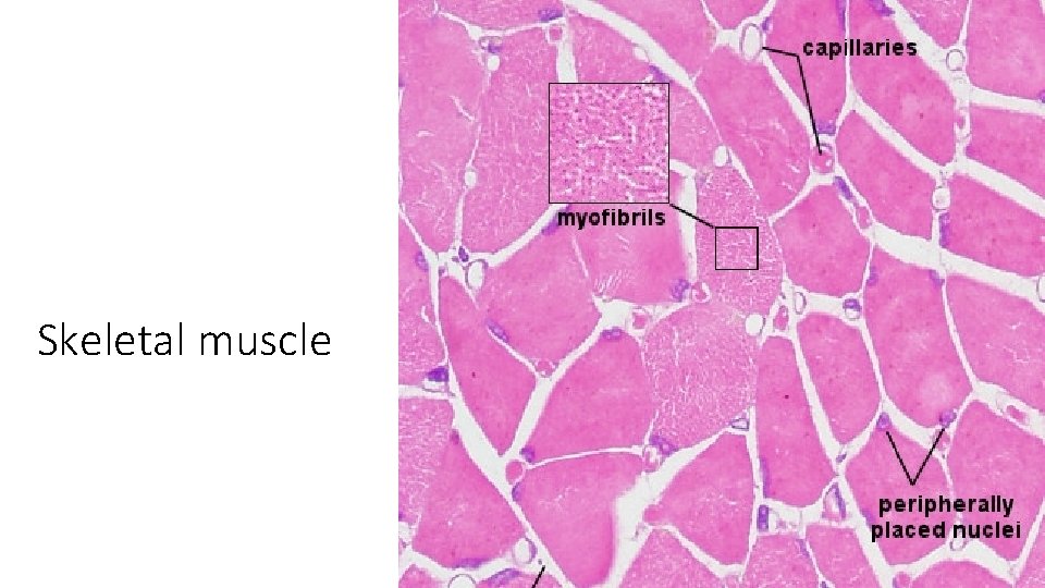 Skeletal muscle 