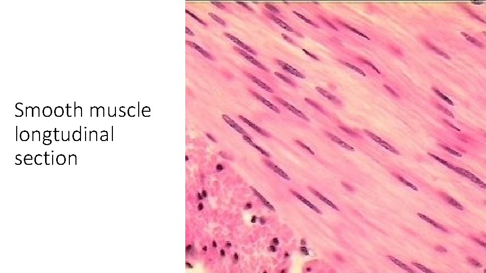 Smooth muscle longtudinal section 