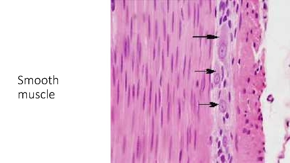 Smooth muscle 