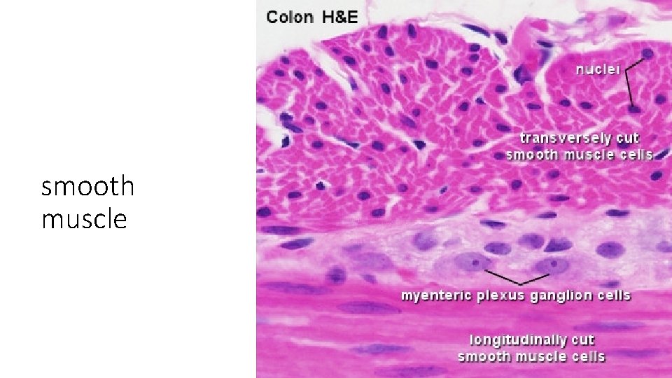 smooth muscle 