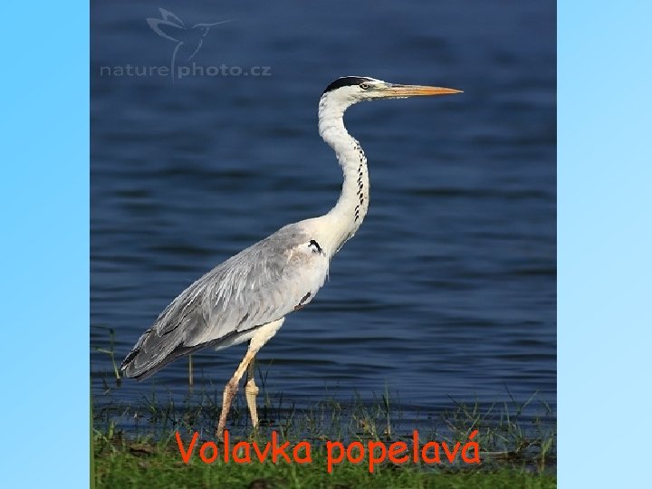 Volavka popelavá 