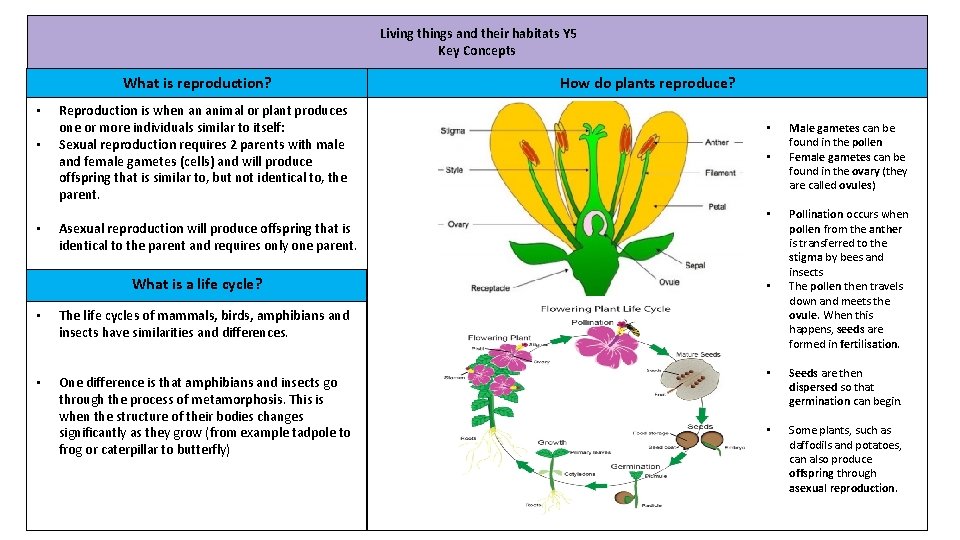 Living things and their habitats Y 5 Key Concepts What is reproduction? • •