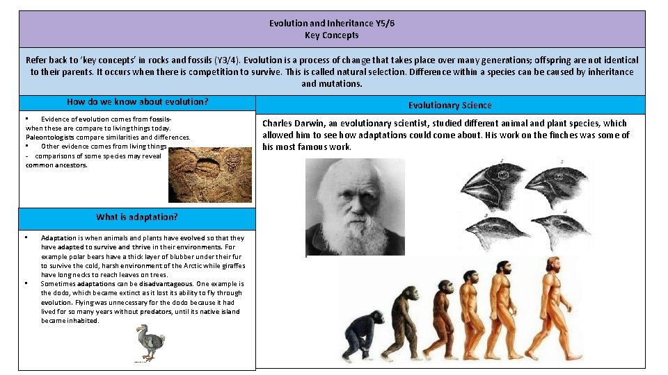 Evolution and Inheritance Y 5/6 Key Concepts Refer back to ‘key concepts’ in rocks