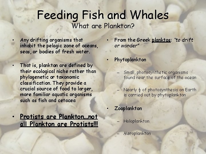 Feeding Fish and Whales What are Plankton? • • Any drifting organisms that inhabit