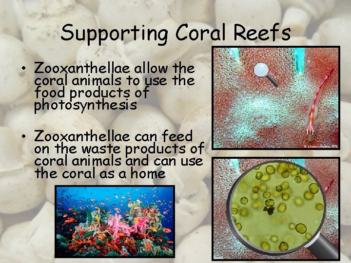 Supporting Coral Reefs • Zooxanthellae allow the coral animals to use the food products