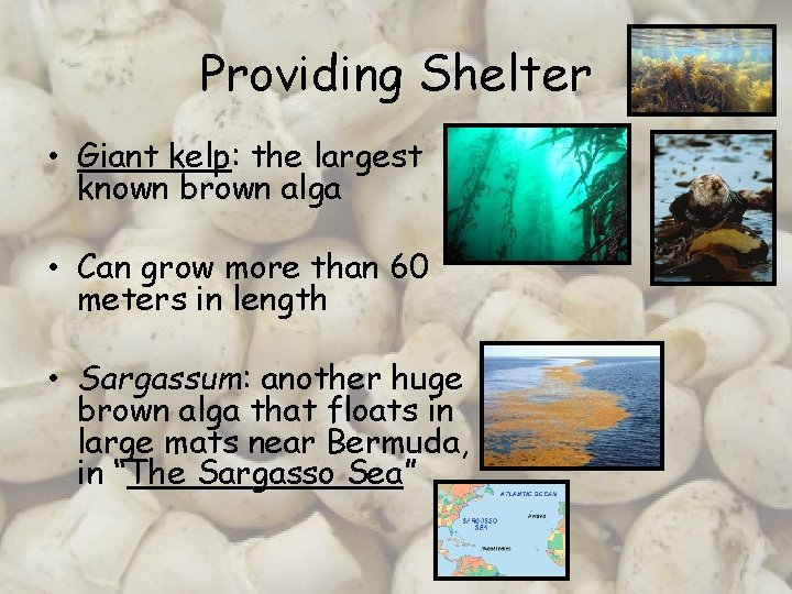 Providing Shelter • Giant kelp: the largest known brown alga • Can grow more