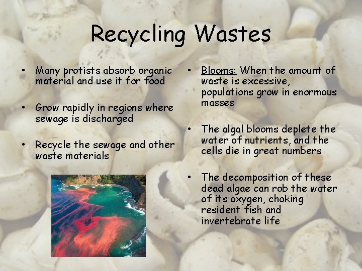 Recycling Wastes • Many protists absorb organic material and use it for food •