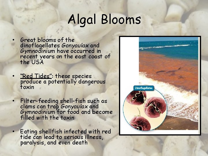 Algal Blooms • Great blooms of the dinoflagellates Gonyaulax and Gymnodinium have occurred in
