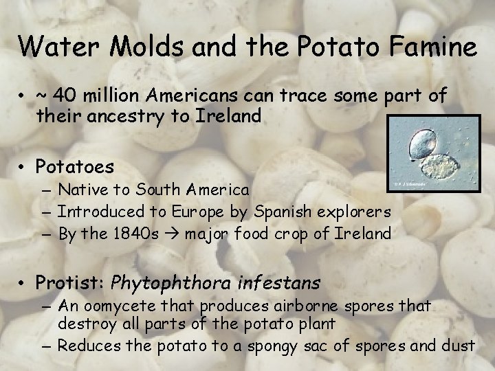 Water Molds and the Potato Famine • ~ 40 million Americans can trace some
