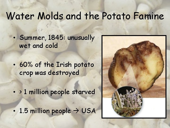 Water Molds and the Potato Famine • Summer, 1845: unusually wet and cold •