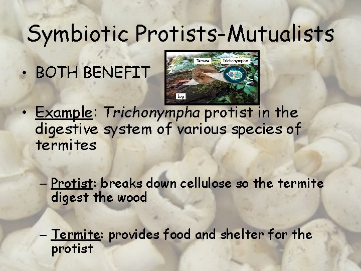 Symbiotic Protists-Mutualists • BOTH BENEFIT • Example: Trichonympha protist in the digestive system of