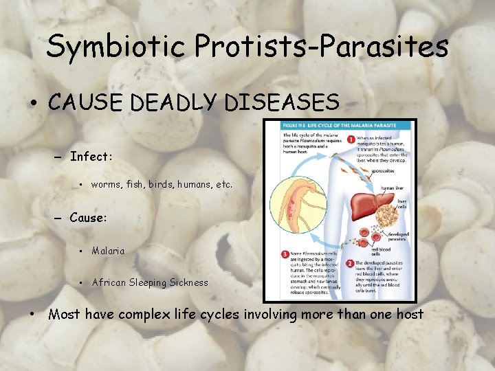 Symbiotic Protists-Parasites • CAUSE DEADLY DISEASES – Infect: • worms, fish, birds, humans, etc.