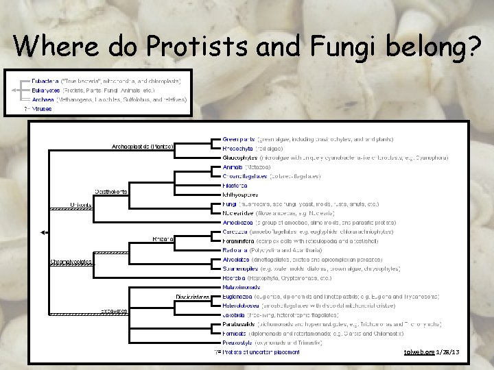 Where do Protists and Fungi belong? tolweb. org 1/28/13 