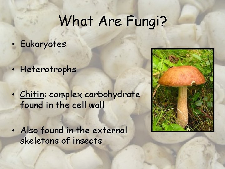 What Are Fungi? • Eukaryotes • Heterotrophs • Chitin: complex carbohydrate found in the