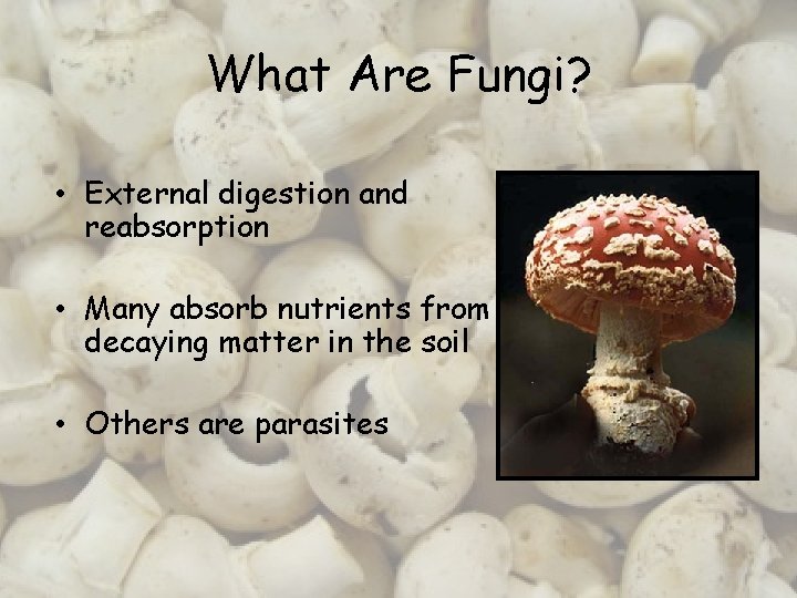 What Are Fungi? • External digestion and reabsorption • Many absorb nutrients from decaying