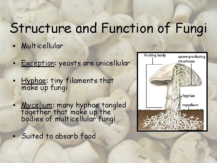 Structure and Function of Fungi • Multicellular • Exception: yeasts are unicellular • Hyphae: