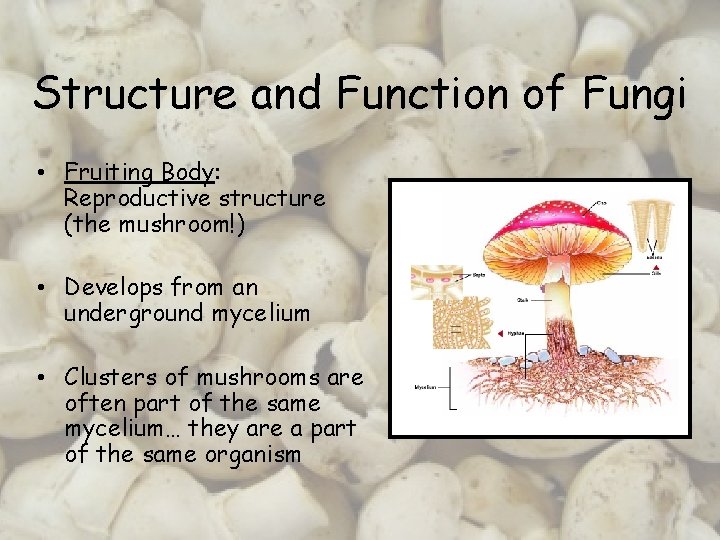 Structure and Function of Fungi • Fruiting Body: Reproductive structure (the mushroom!) • Develops