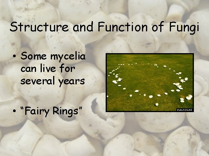Structure and Function of Fungi • Some mycelia can live for several years •