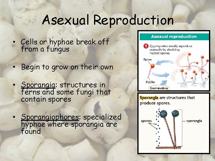 Asexual Reproduction • Cells or hyphae break off from a fungus • Begin to