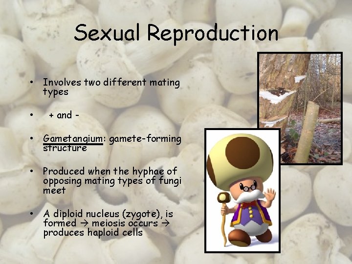 Sexual Reproduction • Involves two different mating types • + and - • Gametangium: