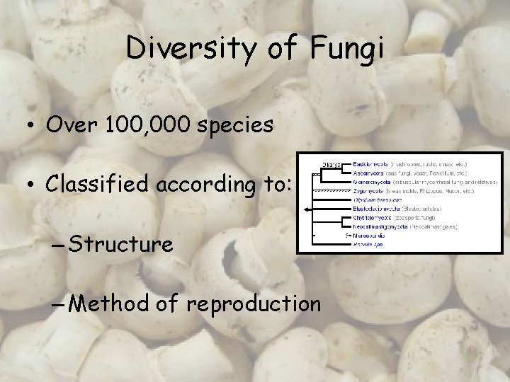 Diversity of Fungi • Over 100, 000 species • Classified according to: – Structure