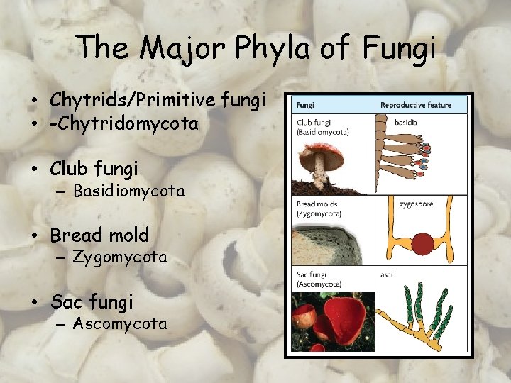 The Major Phyla of Fungi • Chytrids/Primitive fungi • -Chytridomycota • Club fungi –