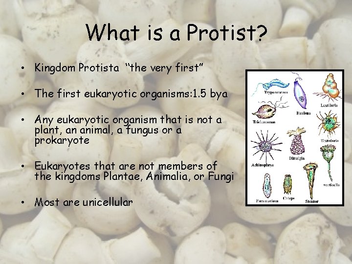 What is a Protist? • Kingdom Protista “the very first” • The first eukaryotic