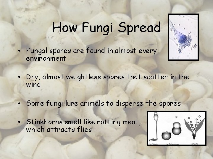 How Fungi Spread • Fungal spores are found in almost every environment • Dry,