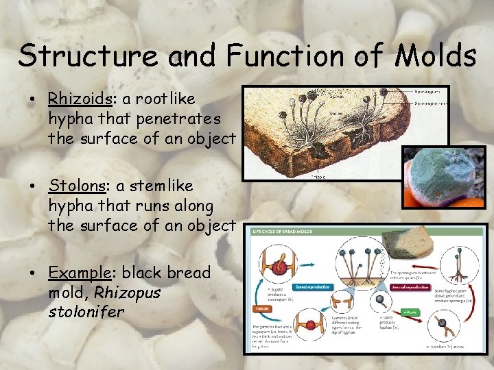 Structure and Function of Molds • Rhizoids: a rootlike hypha that penetrates the surface