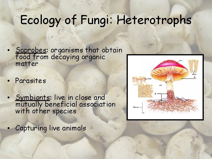 Ecology of Fungi: Heterotrophs • Saprobes: organisms that obtain food from decaying organic matter