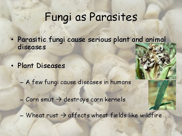 Fungi as Parasites • Parasitic fungi cause serious plant and animal diseases • Plant