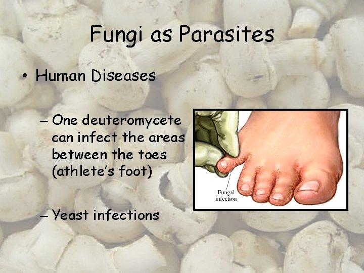 Fungi as Parasites • Human Diseases – One deuteromycete can infect the areas between