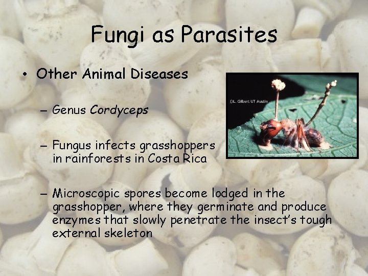 Fungi as Parasites • Other Animal Diseases – Genus Cordyceps – Fungus infects grasshoppers