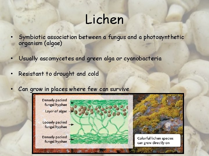 Lichen • Symbiotic association between a fungus and a photosynthetic organism (algae) • Usually